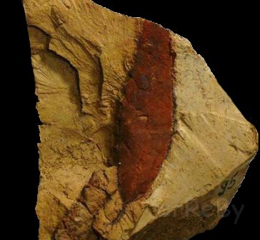Paleobotanica -foglia fossile 2.jpg